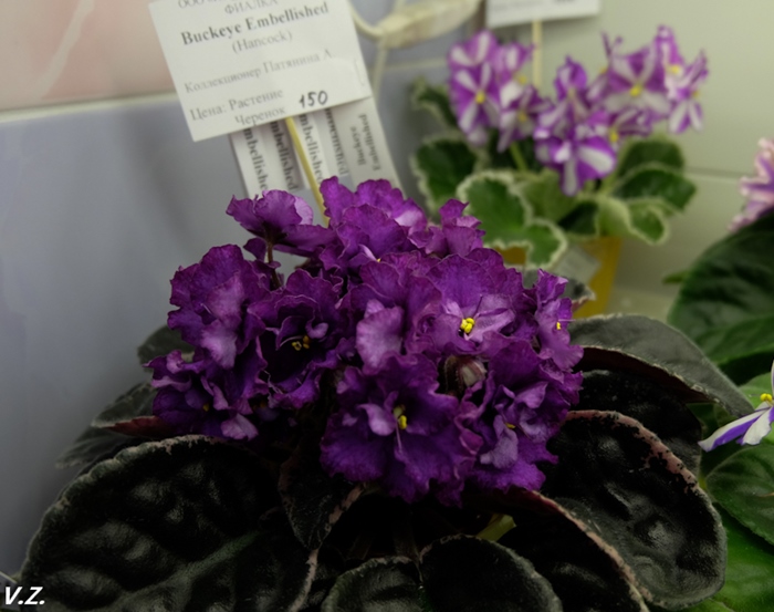DSCF9631.jpg