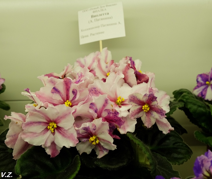 DSCF9633.jpg