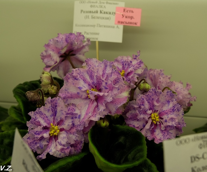 DSCF9635.jpg