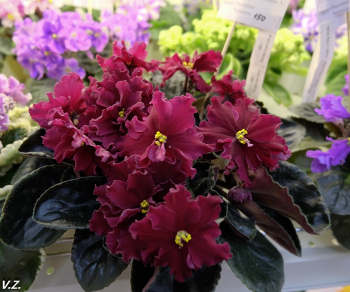 DSCF9637.jpg