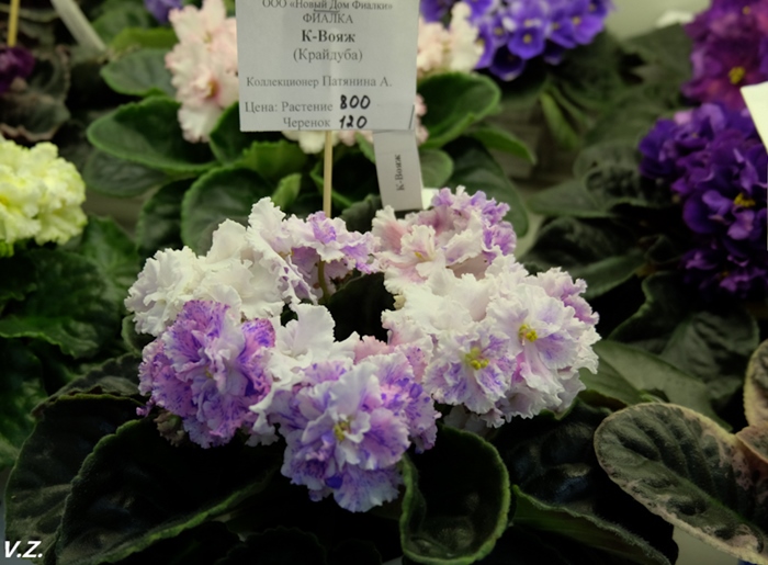 DSCF9647.jpg