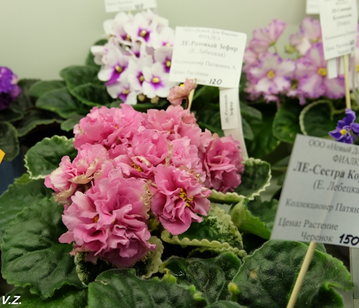 DSCF9651.jpg