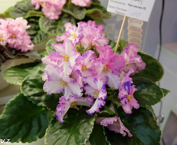 DSCF9614.jpg