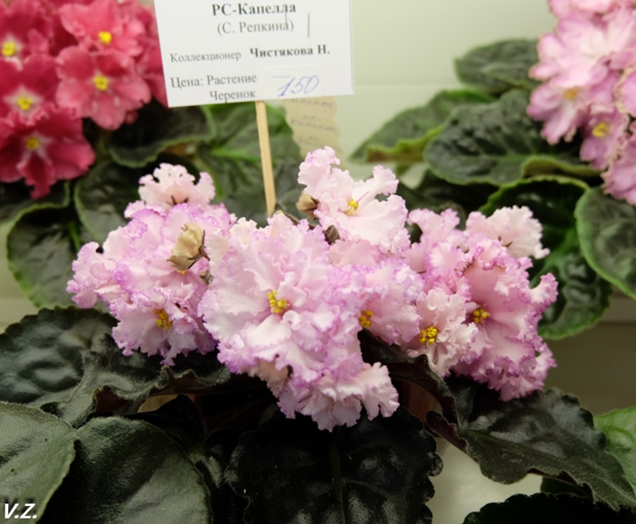 DSCF9616.jpg
