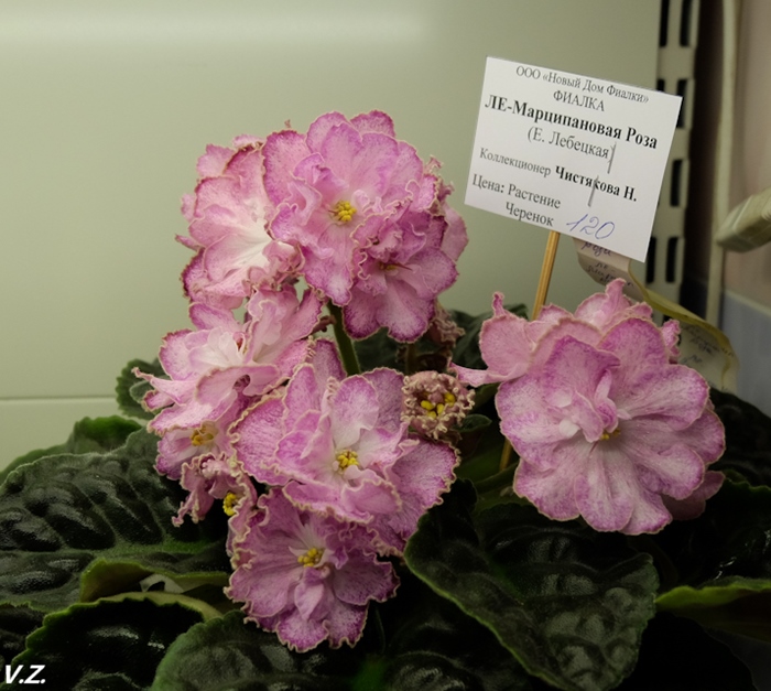 DSCF9622.jpg