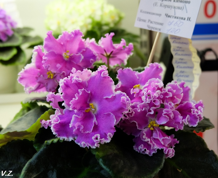 DSCF9704.jpg