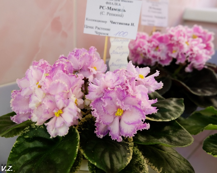 DSCF9707.jpg
