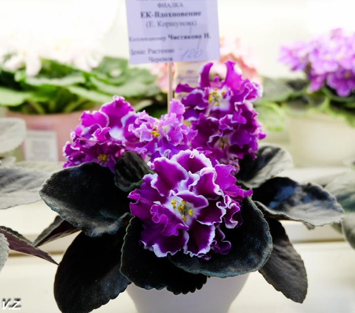 DSCF9710.jpg