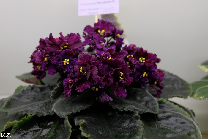 DSCF9785.jpg