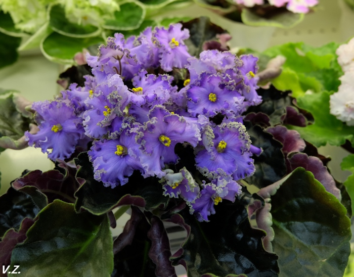 DSCF9681.jpg