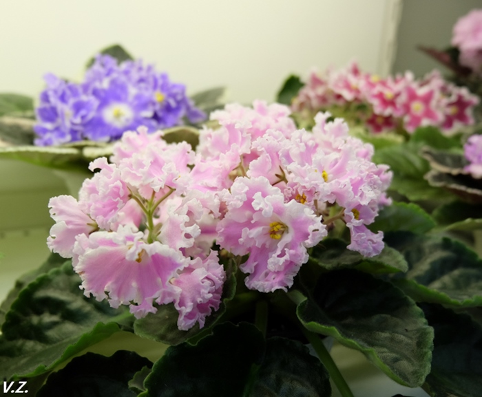 DSCF9686.jpg