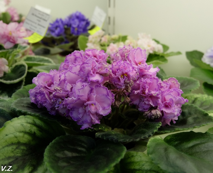 DSCF9688.jpg