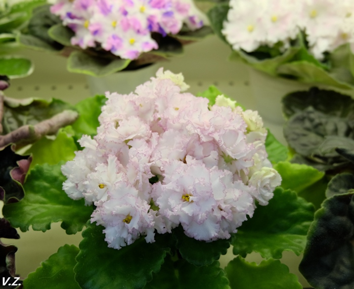 DSCF9690.jpg