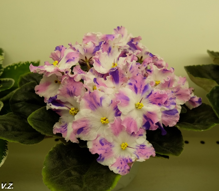 DSCF9692.jpg
