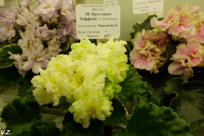 DSCF9641.jpg