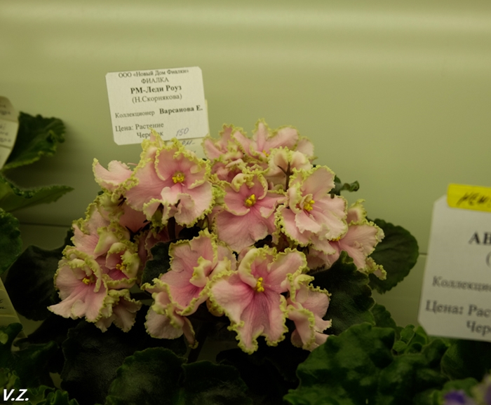 DSCF9645.jpg