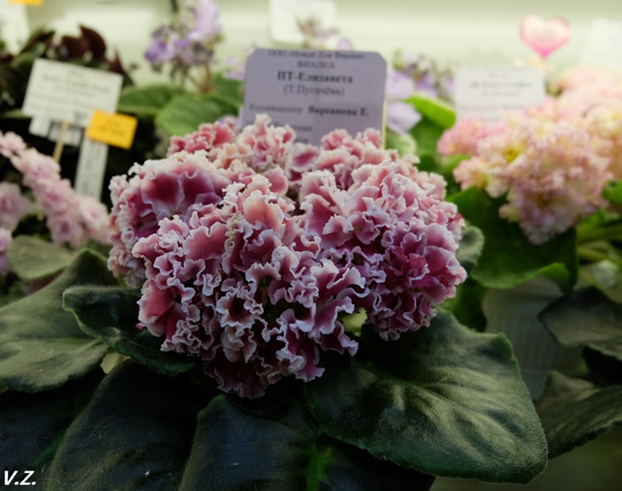 DSCF9657.jpg