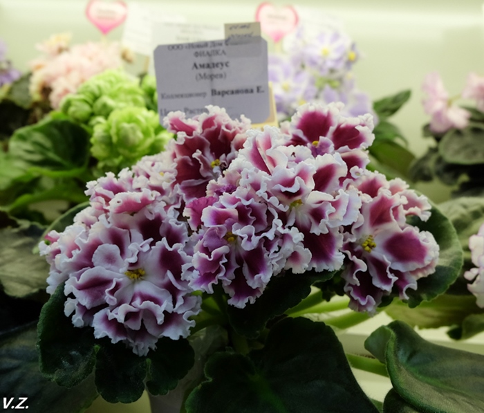 DSCF9659.jpg