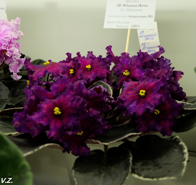 DSCF9838.jpg