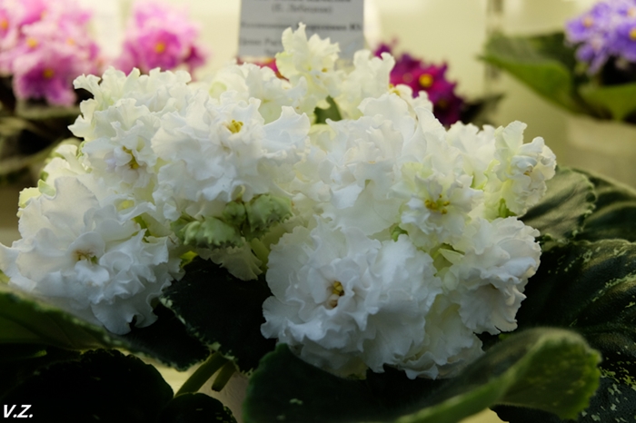 DSCF9841.jpg