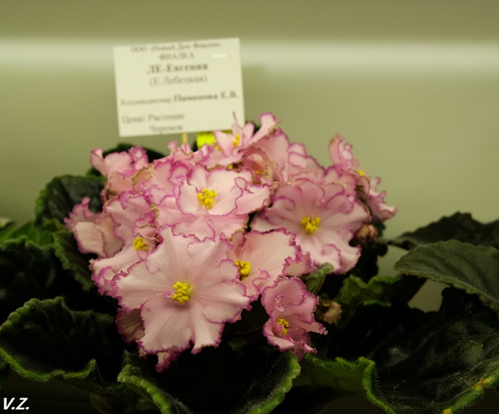 DSCF9520.jpg