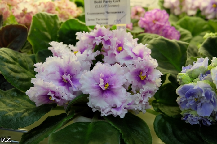 DSCF9521.jpg