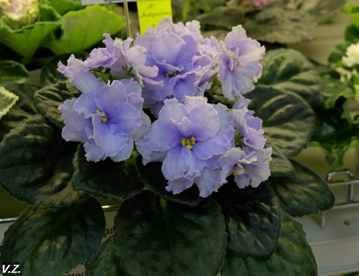 DSCF9554.jpg