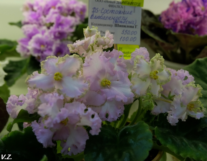 DSCF9664.jpg
