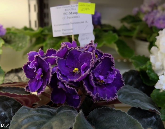 DSCF9674.jpg