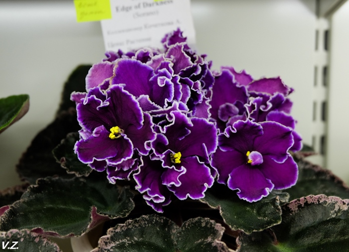 DSCF9782.jpg