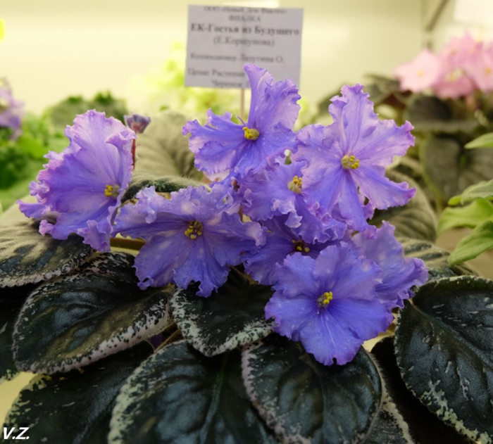 DSCF9713.jpg