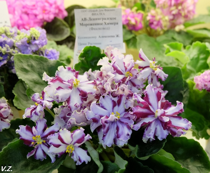 DSCF9698.jpg