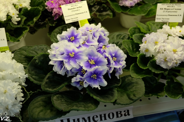 DSCF9556.jpg