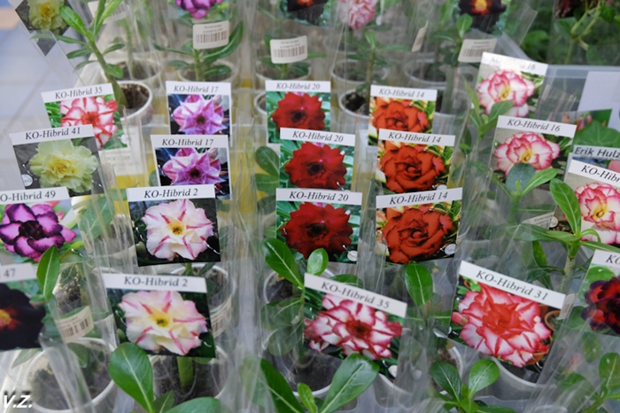 DSCF9869.jpg