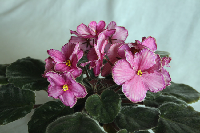 Sora Adisson Rose