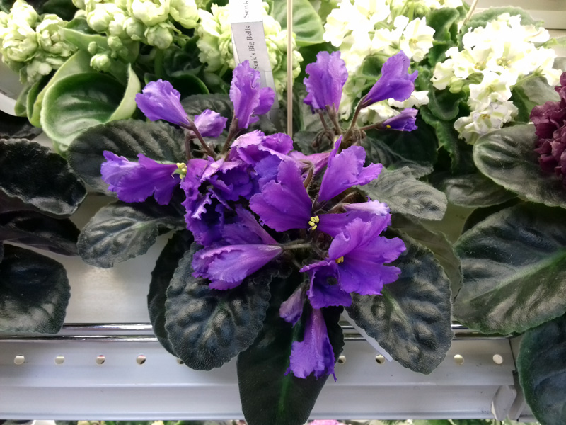 Senk’s-Big-Bells-Патянина.jpg
