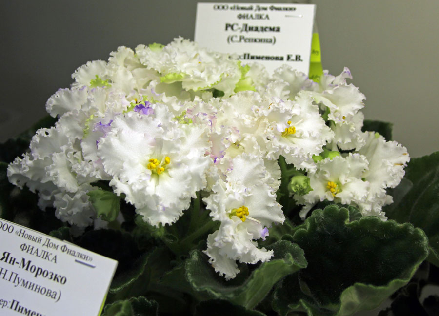 РС-Диадема, кол. Е. Пименова