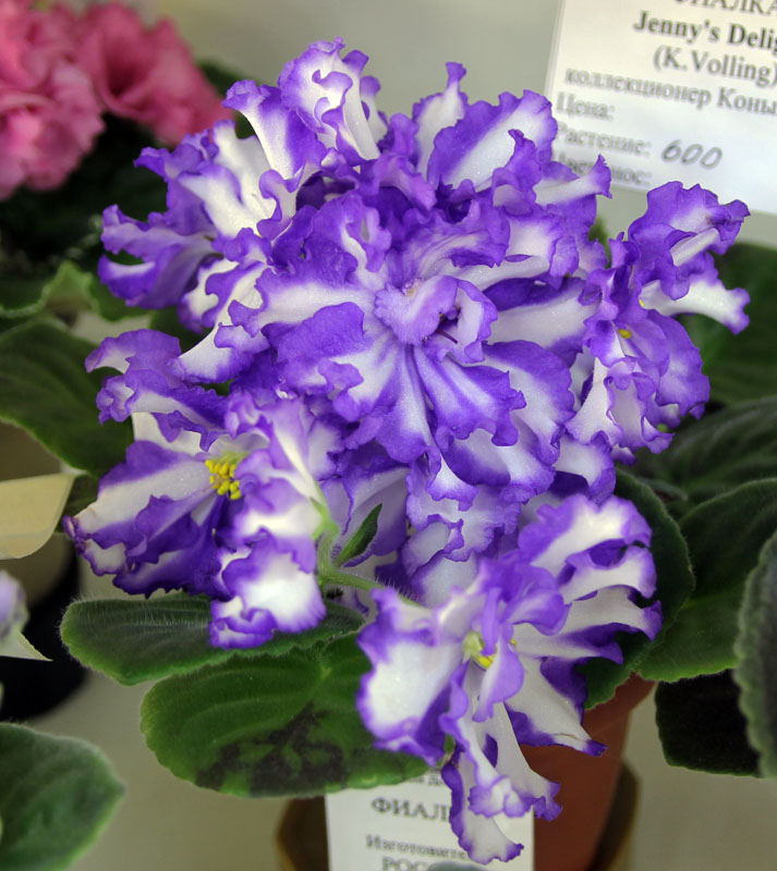 Jenny's Delight