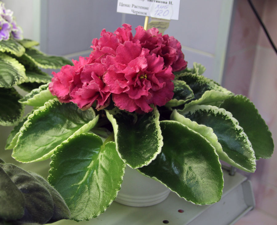ЛЕ-Розовый Зефир
