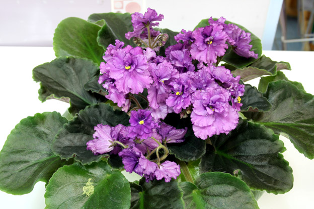 Шикарная Сирень (Макуни)