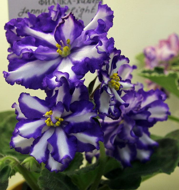 Jenny's Delight