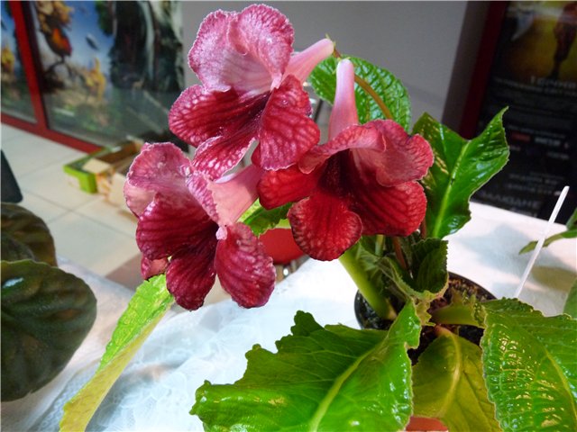 48388f34646e.jpg