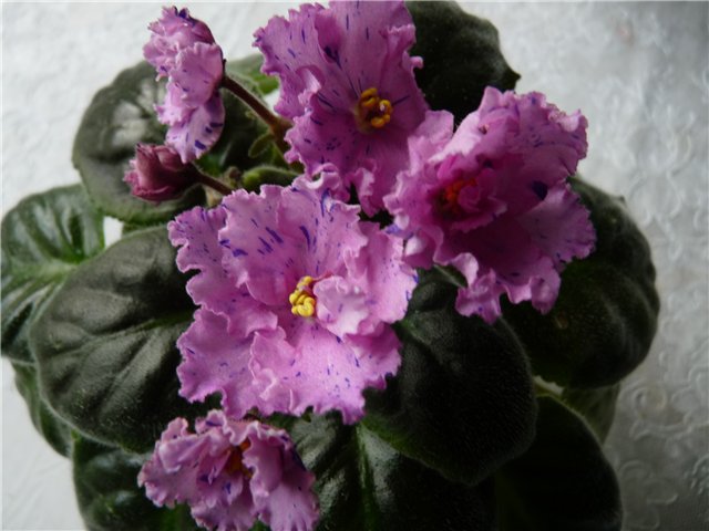 d67d0094da14.jpg