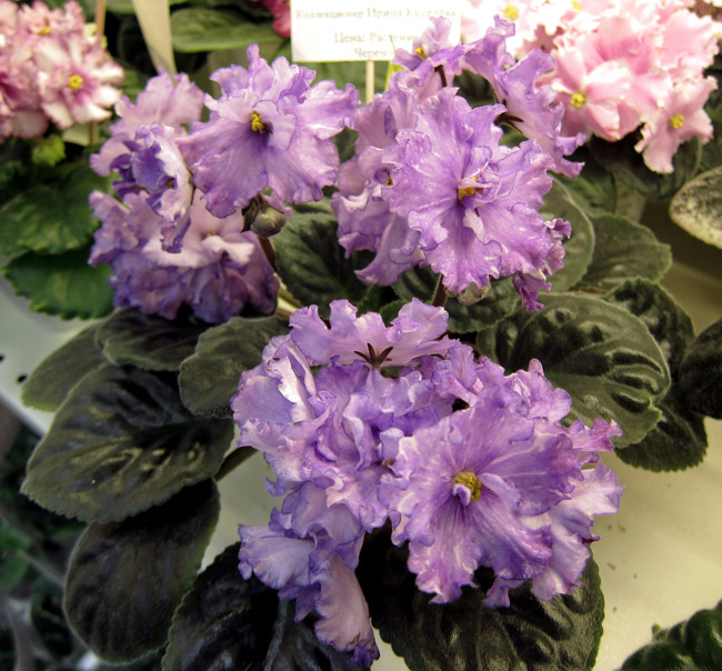 Dn-Fleur.jpg