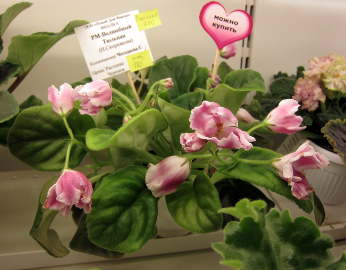 РМ-Волшебный-Тюльпан.jpg