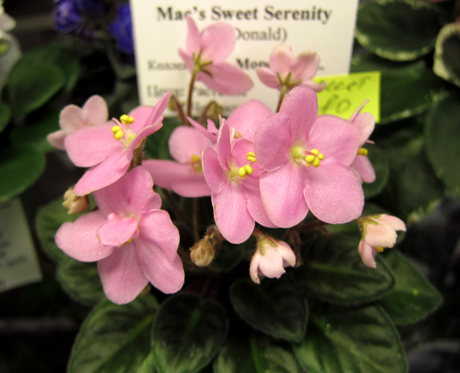 Mac's-Sweet-Serenity.jpg