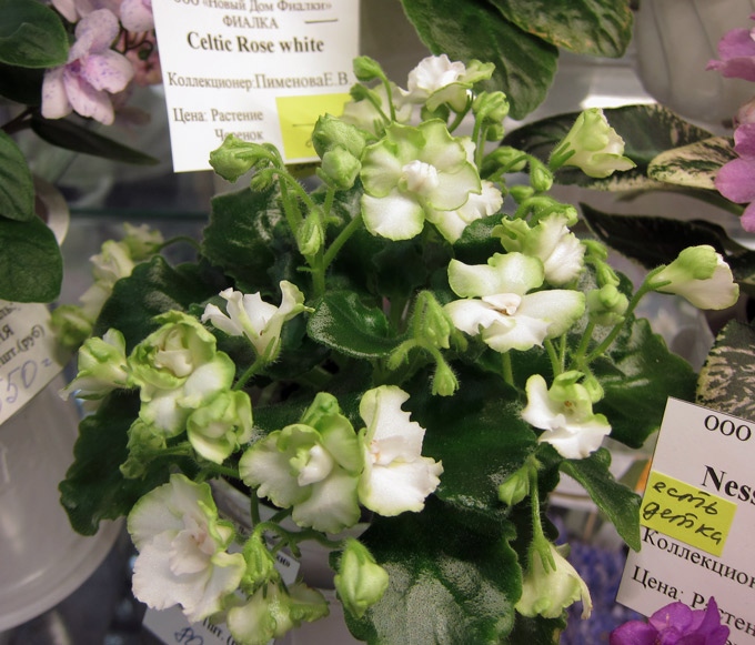 Celtic-Rose-спорт.jpg