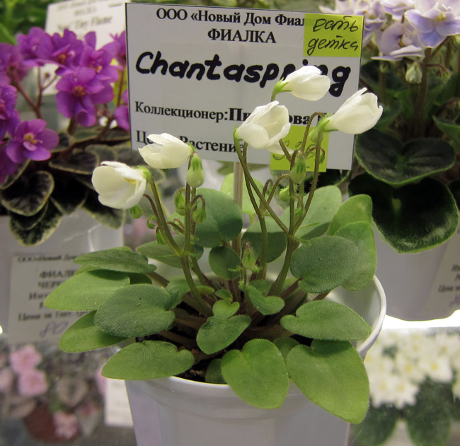 Chantaspring.jpg