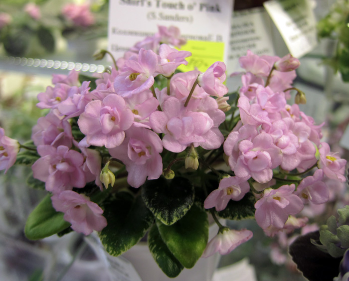 Shirl's-Touch-o'-Pink.jpg