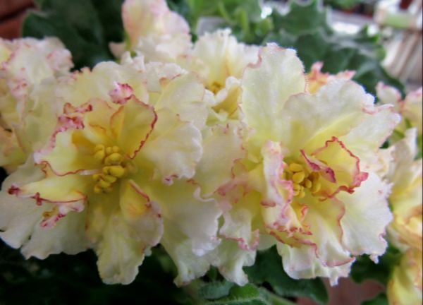 Sunkissed Rose.JPG